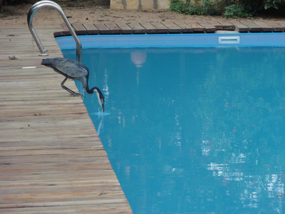 Meru House Lekisilai Arusha Eksteriør bilde